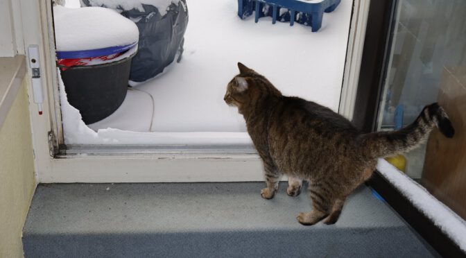 Katze Dgani vor der offenen Balkontür, draußen Schnee – besser nur Stoßlüften